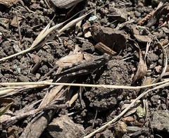 Lactista gibbosus
