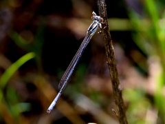 Pseudagrion kersteni