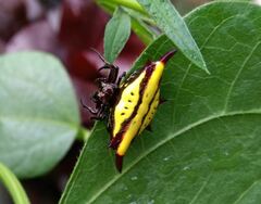 Gasteracantha diadesmia