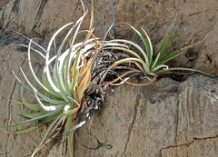 Hechtia