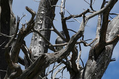 Aphelocoma wollweberi