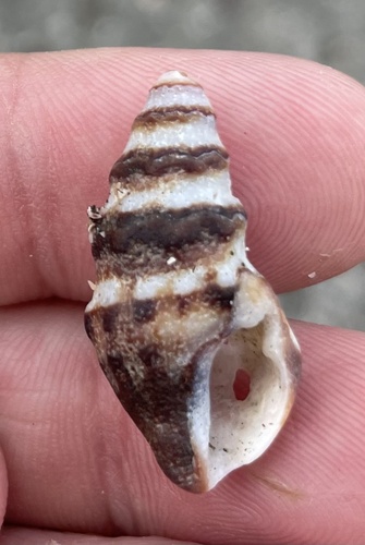 Crassispira rudis, 2022-10-17