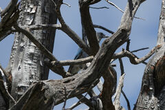 Aphelocoma wollweberi