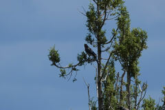 Aphelocoma wollweberi