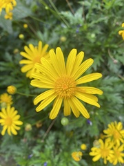 Euryops