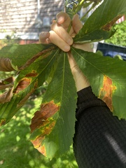 Phyllosticta sphaeropsoidea