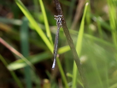 Pseudagrion kersteni