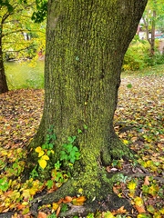 Candelariella efflorescens