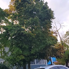 Acer platanoides