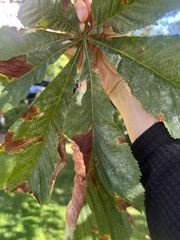 Phyllosticta sphaeropsoidea