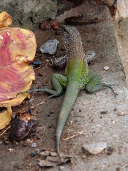 Ameiva ameiva