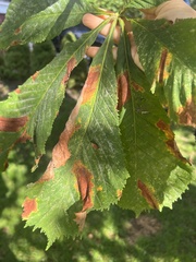 Phyllosticta sphaeropsoidea