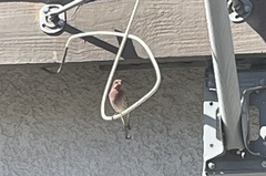 Haemorhous mexicanus