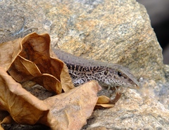 Ameiva ameiva
