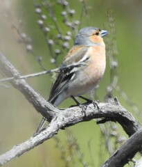 Fringilla coelebs gengleri