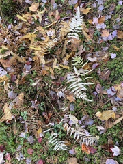 Coryphopteris simulata