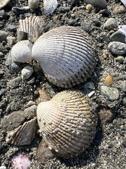 Clinocardium nuttallii