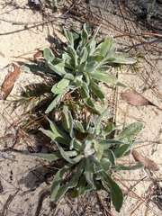 Chrysopsis gossypina