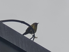 Anthornis melanura melanura