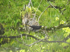 Psarocolius decumanus