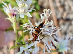 Strangalia sexnotata