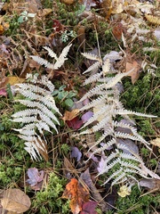 Coryphopteris simulata