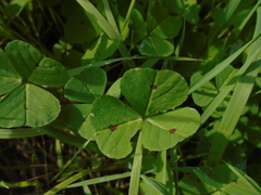 Medicago arabica
