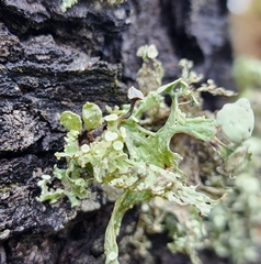 Ramalina sinensis