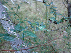 Ceanothus thyrsiflorus