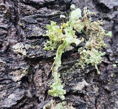 Ramalina sinensis