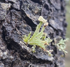 Ramalina sinensis
