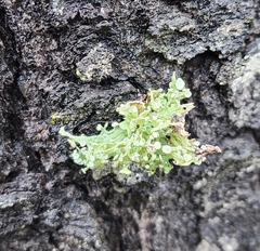 Ramalina sinensis