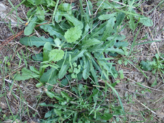 Hypochaeris radicata