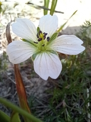 Geranium incanum