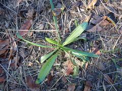 Plantago lanceolata
