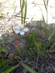 Geranium incanum