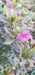 Rhododendron lepidotum