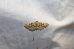 Spilomelinae