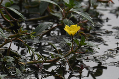 Ludwigia peploides