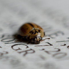 Aphidecta obliterata