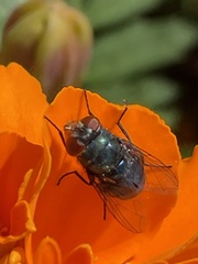 Diptera