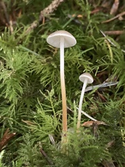 Strobilurus albipilatus