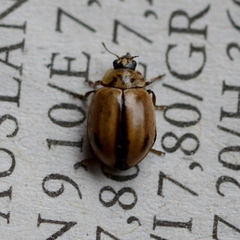 Aphidecta obliterata