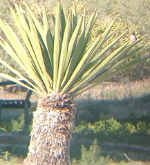 Yucca carnerosana