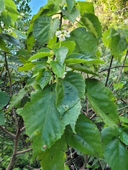 Entelea arborescens