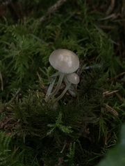 Strobilurus albipilatus