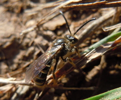 Lasioglossum marginatum