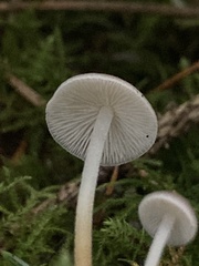 Strobilurus albipilatus