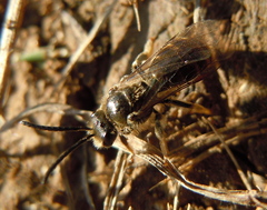 Lasioglossum marginatum
