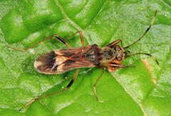 Rhyparochromidae